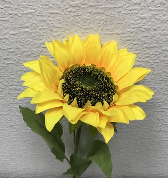 +Цветы подсолнух