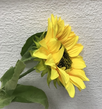 +Цветы подсолнух