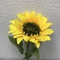 +Цветы подсолнух