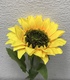 +Цветы подсолнух
