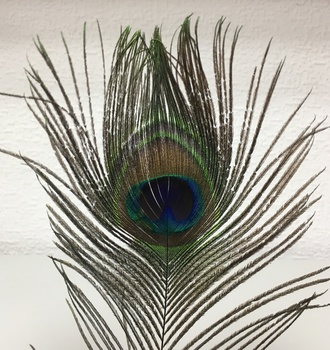 +Перо павлина