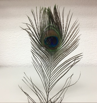 +Перо павлина