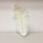 +Перо страуса