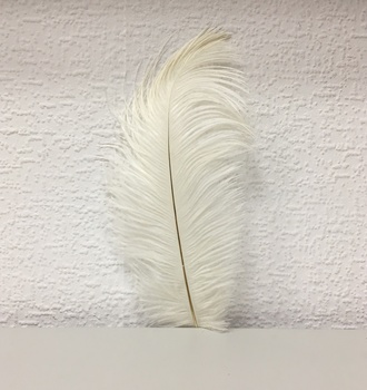 +Перо страуса