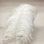 +Перо страуса большое