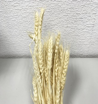 +Пшеница
