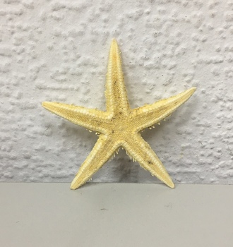 +Морская звезда №1