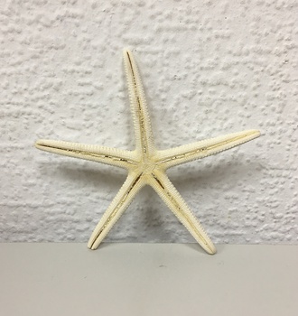 +Морская звезда №2