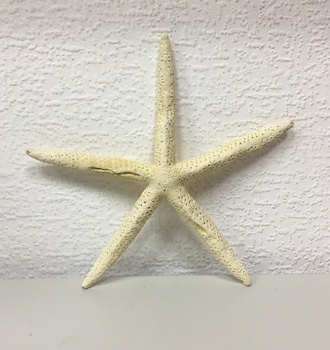 +Морская звезда №3