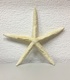 +Морская звезда №3