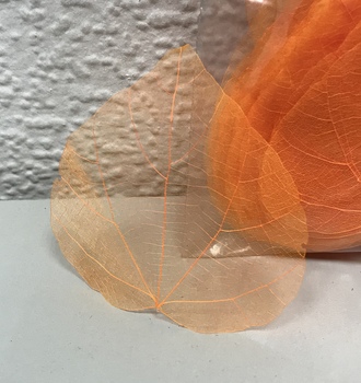 Листья скелет. (50 шт)