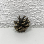 Шишка в ассортимене