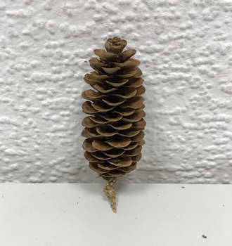 Шишка в ассортимене