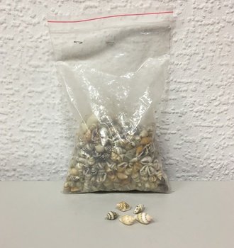 +Ракушки 10  100гр