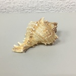 +Ракушки 19(1шт)