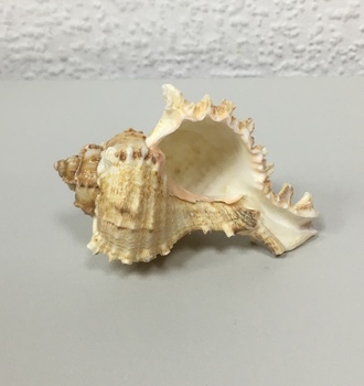 +Ракушки 19(1шт)