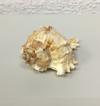 +Ракушки 19(1шт)