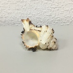 +Ракушки 2-2 (1шт)