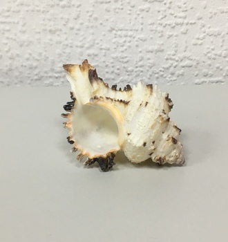 +Ракушки 2-2 (1шт)