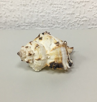 +Ракушки 2-2 (1шт)