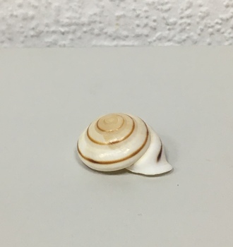 +Ракушки 31 (1шт)