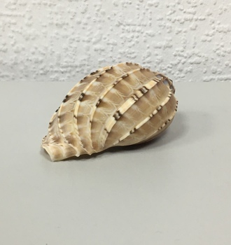 +Ракушки 32 (1шт)