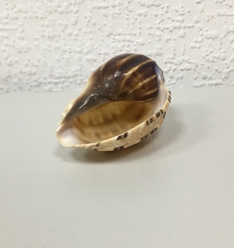 +Ракушки 32 (1шт)