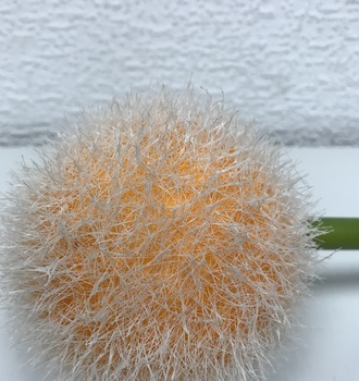 +Цветок Одуванчика