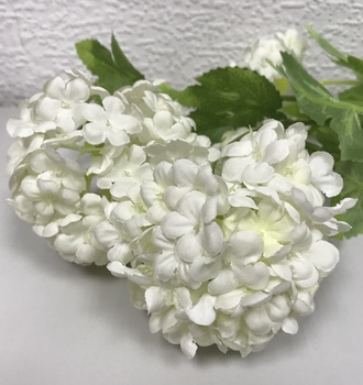 +Гортензия